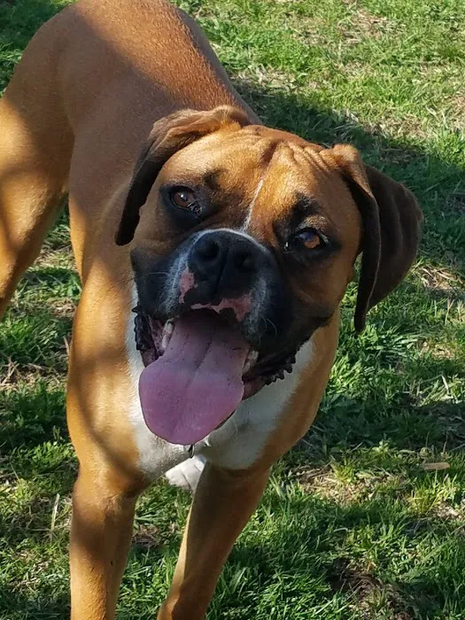 Morgan County Animal Hospital Picture 4