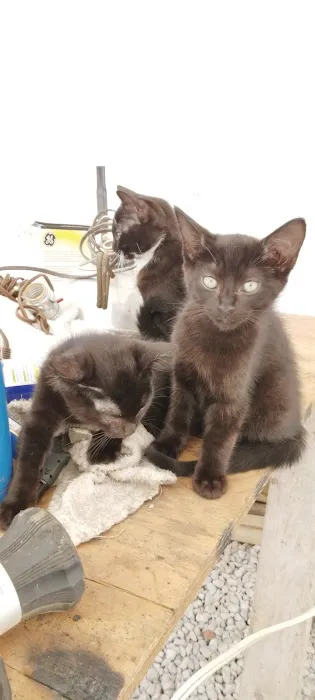 Morgan County Animal Hospital Picture 5