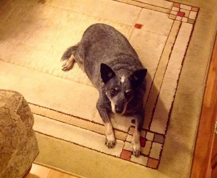 Planned Pet-Hood Picture 1