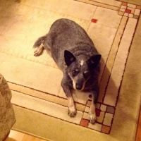 Planned Pet-Hood ico