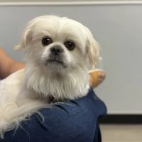 Roane Veterinary Hospital ico
