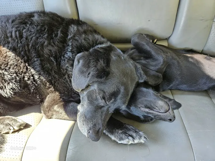 Animal Medical Center Picture 4