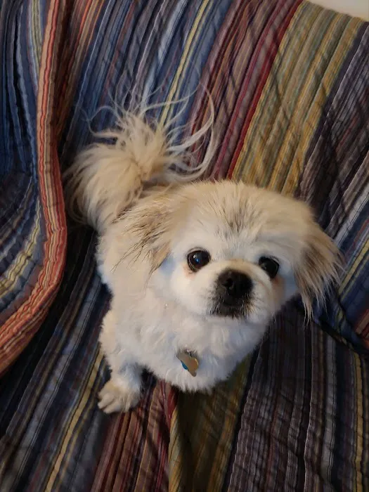 Kingston Animal Hospital, PC Picture 4