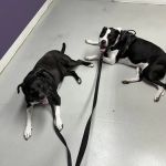 Ridgeview Animal Clinic