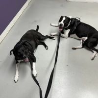 Ridgeview Animal Clinic ico