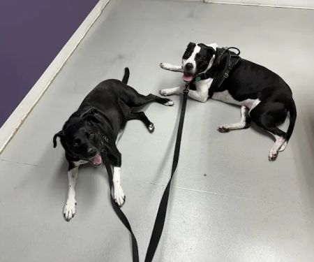 Ridgeview Animal Clinic