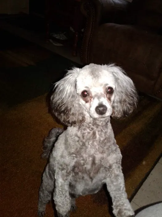 Ridgeview Animal Clinic Picture 8