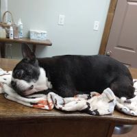 Plantation Veterinary Clinic ico