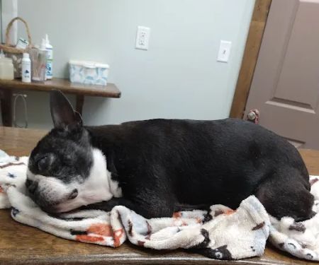Plantation Veterinary Clinic