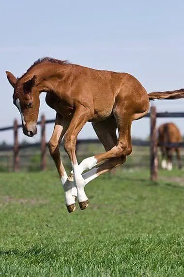 Southern Equine Veterinary Services Picture 5