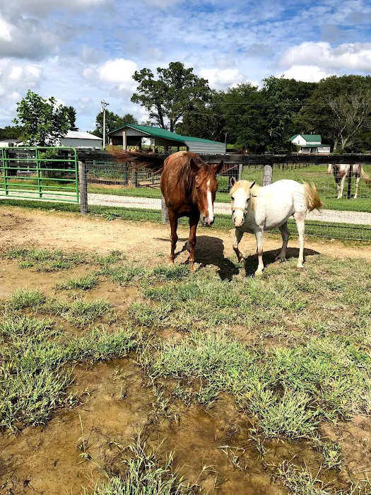 Southern Equine Veterinary Services Picture 9