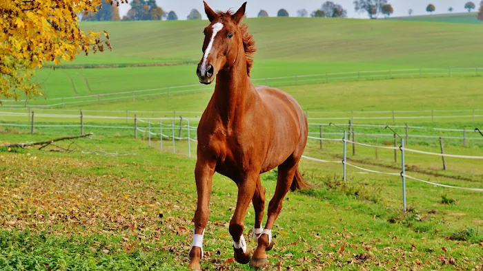 Southern Equine Veterinary Services Picture 10