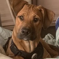 Pike Veterinary Services ico
