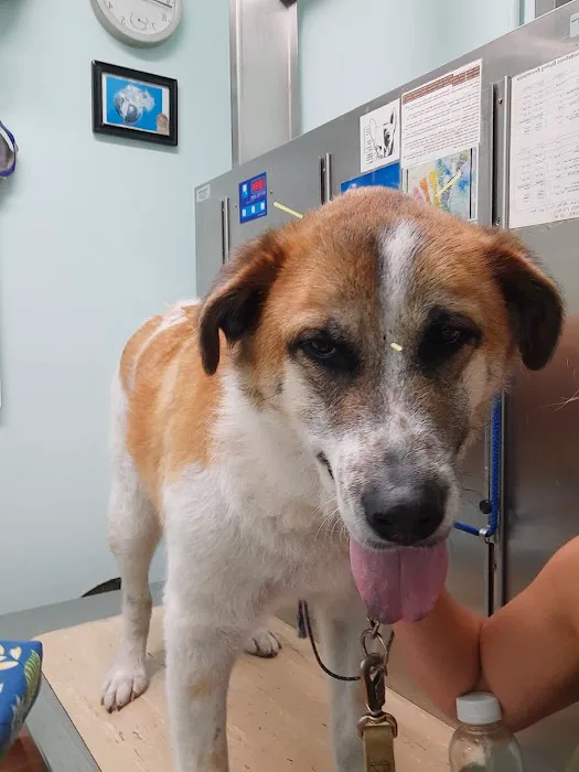 Avatar Holistic Veterinary Services Picture 1