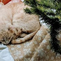 Town & Country Veterinary Services ico