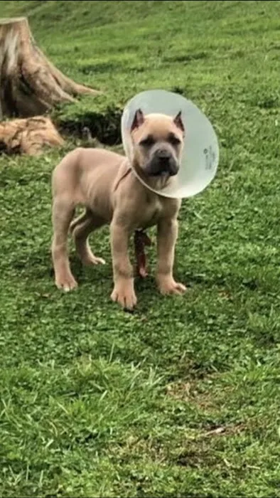 Town & Country Veterinary Services Picture 10