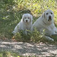 Preferred Veterinary Care ico