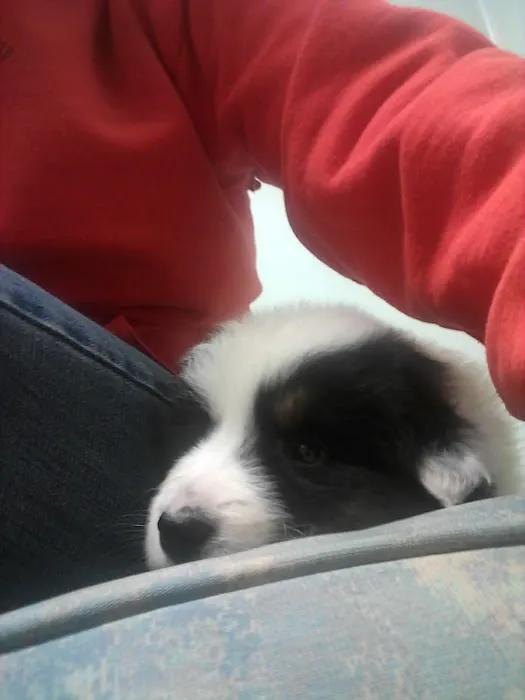 Preferred Veterinary Care Picture 6