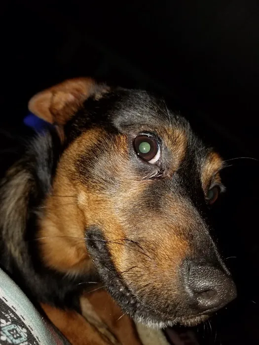 Monroe Veterinary Services, LLC Picture 5