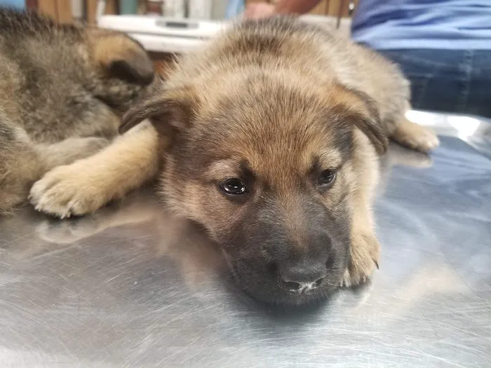 Monroe Veterinary Services, LLC Picture 7