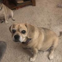 Doyle Veterinary Center, PLLC ico