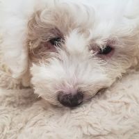 Friendship Veterinary Center Inc ico
