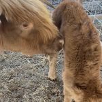 Fredericksburg Veterinary Center, Dr. Neal Eckert