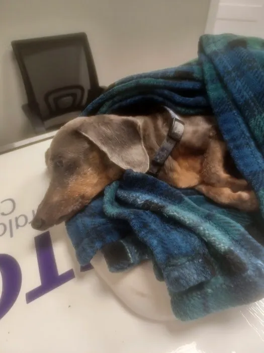 Fredericksburg Veterinary Center, Dr. Neal Eckert Picture 2