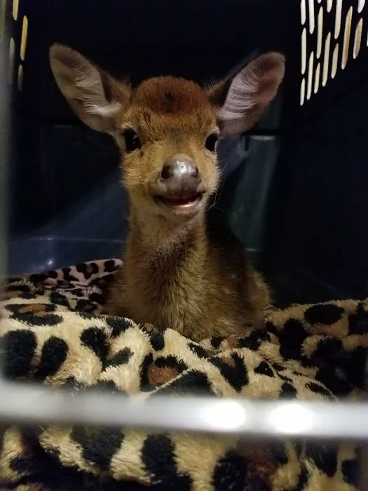 Fredericksburg Veterinary Center, Dr. Neal Eckert Picture 6