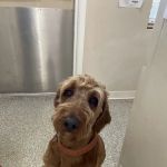 Hill Country Veterinary Clinic