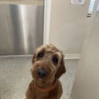 Hill Country Veterinary Clinic ico
