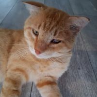 Ark Veterinary Hospital ico