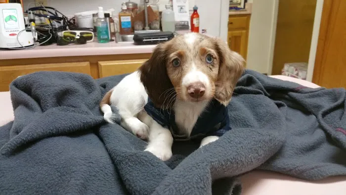 Ark Veterinary Hospital Picture 6