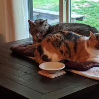 Kerrville Veterinary Clinic PLLC ico