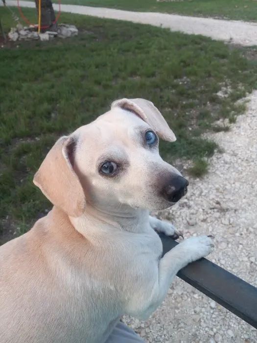 Kerrville Veterinary Clinic PLLC Picture 10
