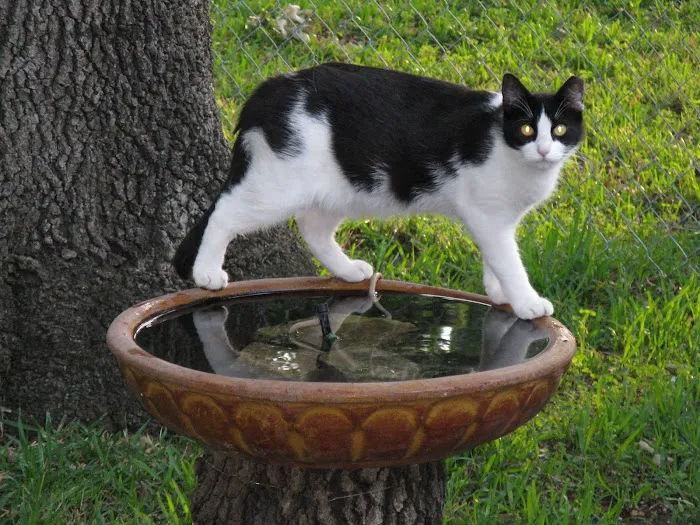 Town & Country Animal Hospital Picture 1