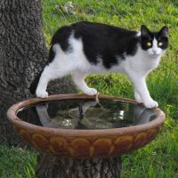 Town & Country Animal Hospital ico