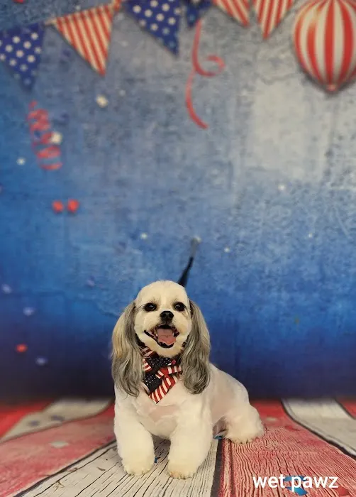 Town & Country Animal Hospital Picture 7