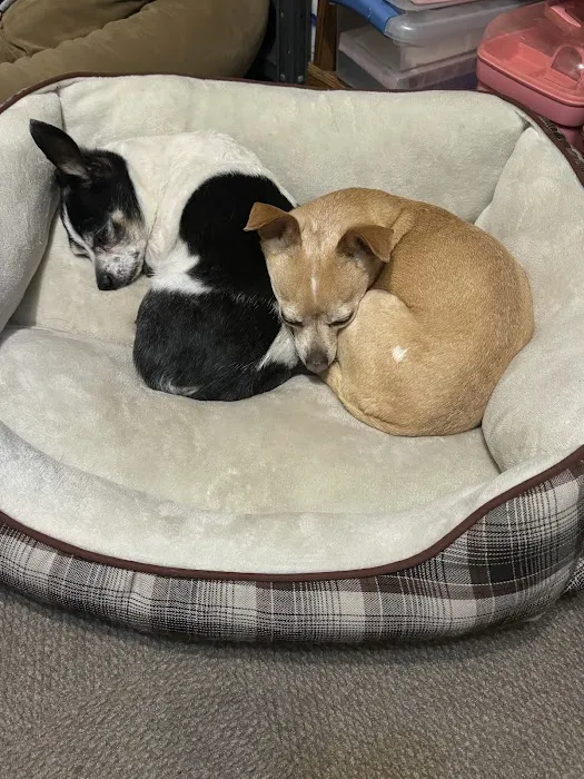 Veterinary Specialist Partners Picture 9