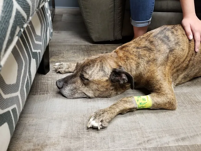 VCA All Pet Emergency Center Picture 1