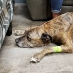 VCA All Pet Emergency Center