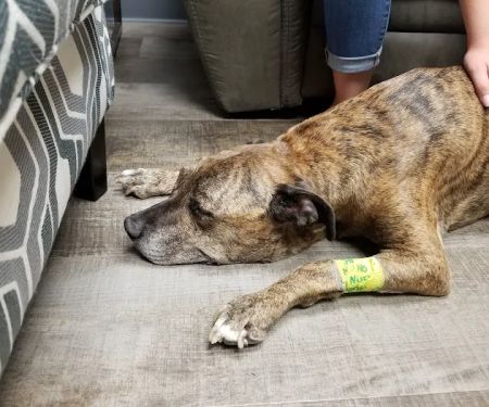 VCA All Pet Emergency Center
