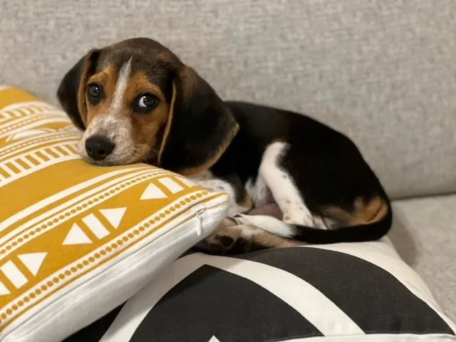 VCA All Pet Emergency Center Picture 8