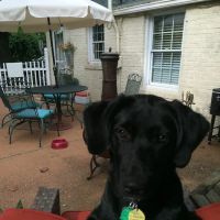 Village East Animal Hospital ico