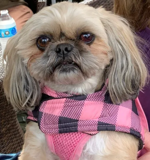 Village East Animal Hospital Picture 4