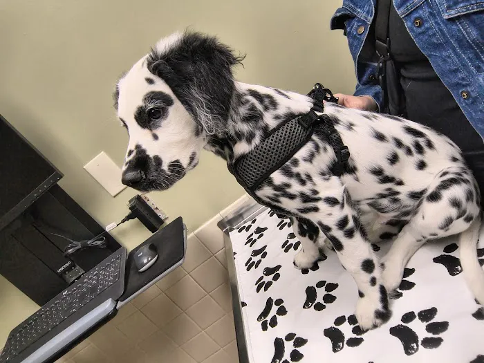 Village East Animal Hospital Picture 2