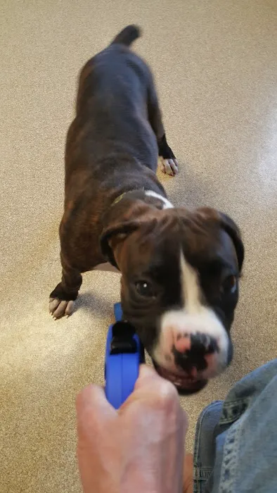 Shelby Veterinary Service, P.C. Picture 5