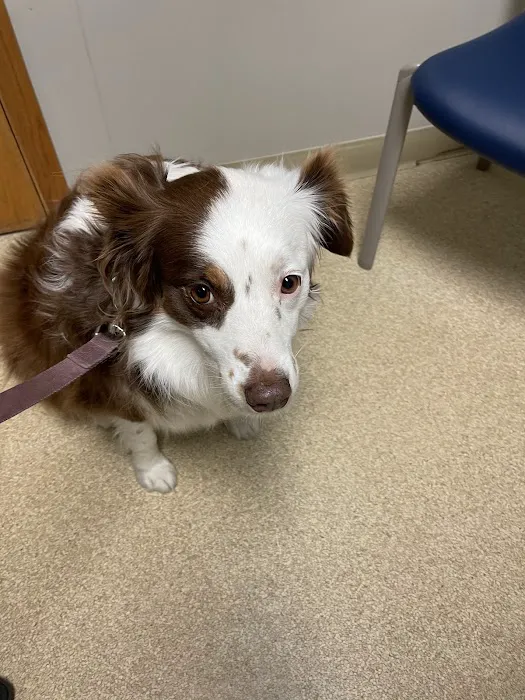 Shelby Veterinary Service, P.C. Picture 6