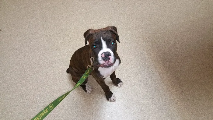 Shelby Veterinary Service, P.C. Picture 7