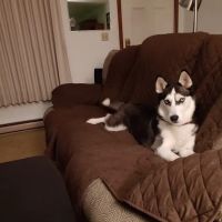 Village Pet Doctor ico